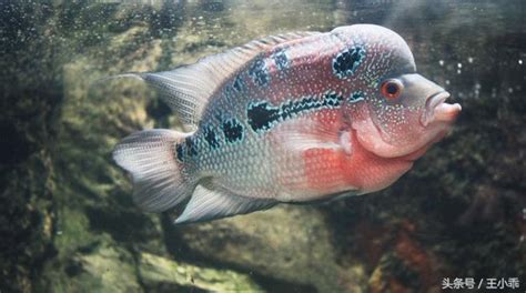 養羅漢魚|羅漢魚的飼養及養護常識 